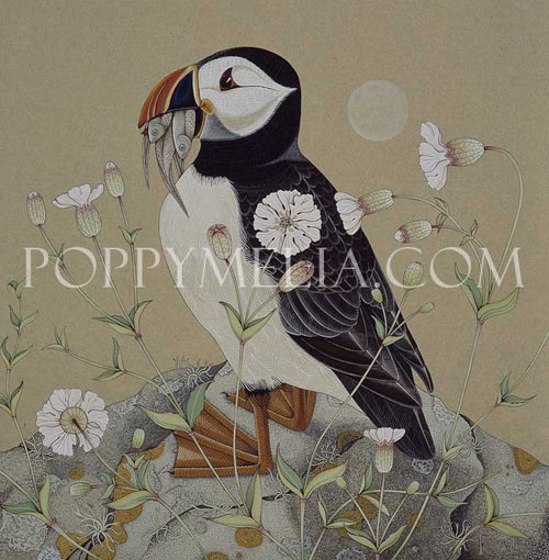 Puffin and Sea Campion