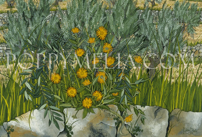 Calendula on Olive Terrace Painting by Poppy Melia