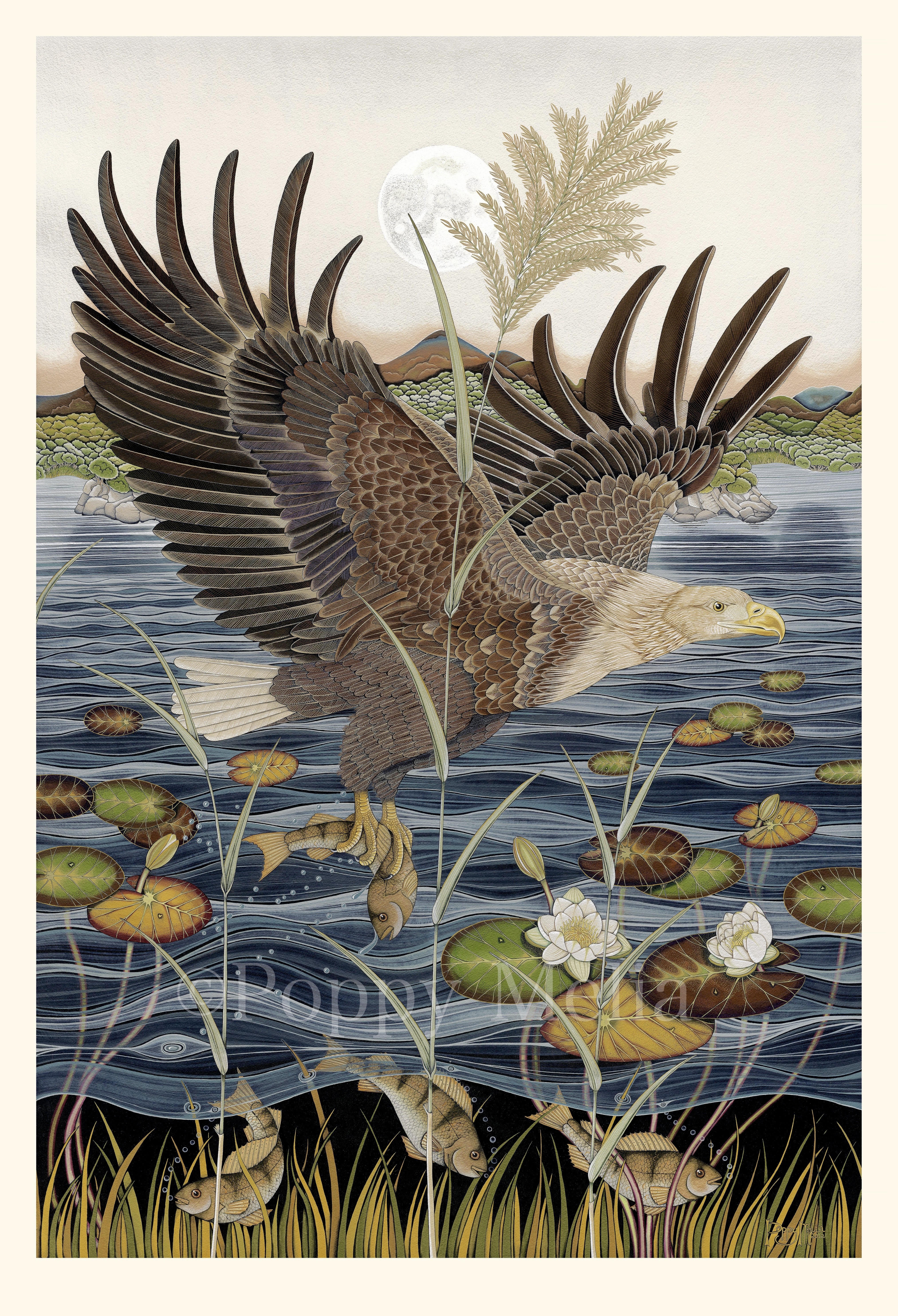 >White Tailed Eagle & Perch by Irish Artist Poppy Melia